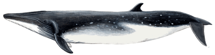 Bryde ́s whale