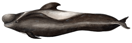 Short-finned pilot whale