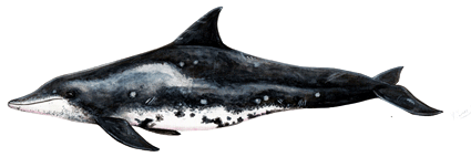 Rough-toothed dolphin