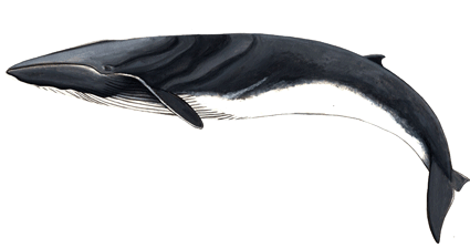 Fin whale