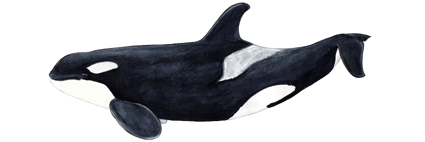 Killer whale