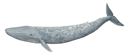 Blue whale