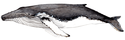Humpback whale
