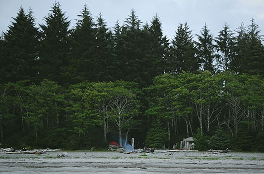 Beaver Forest
