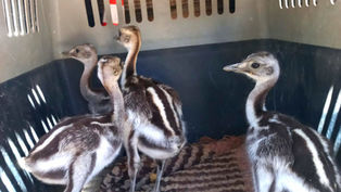 Rescataron suris en cautiverio en Iglesia