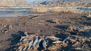La Justicia desestimó la causa por la mortandad de peces en el Dique Cuesta del Viento