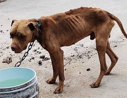 En el Día del Animal refuerzan la tenencia responsable y los operativos gratuitos en San Juan