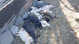 Otra vez el terror de los perros sueltos en Iglesia: una familia perdió 24 conejos y 12 pollos en una feroz incursión