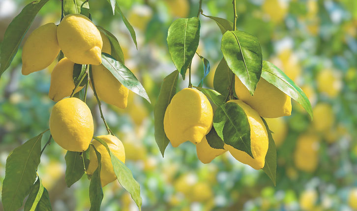 Lemon Tree_edited.jpg