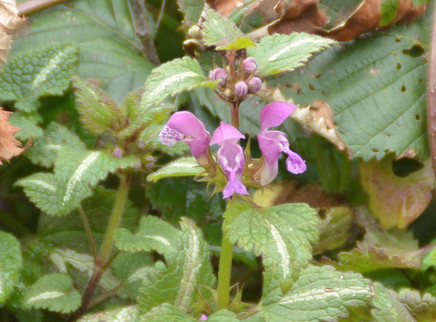 Gestreepte dovenetel (Lamium maculatum ‘Variegatum’)