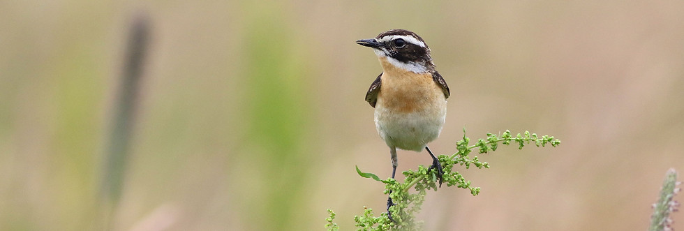 männliches Braunkehlchen in der Wiese
