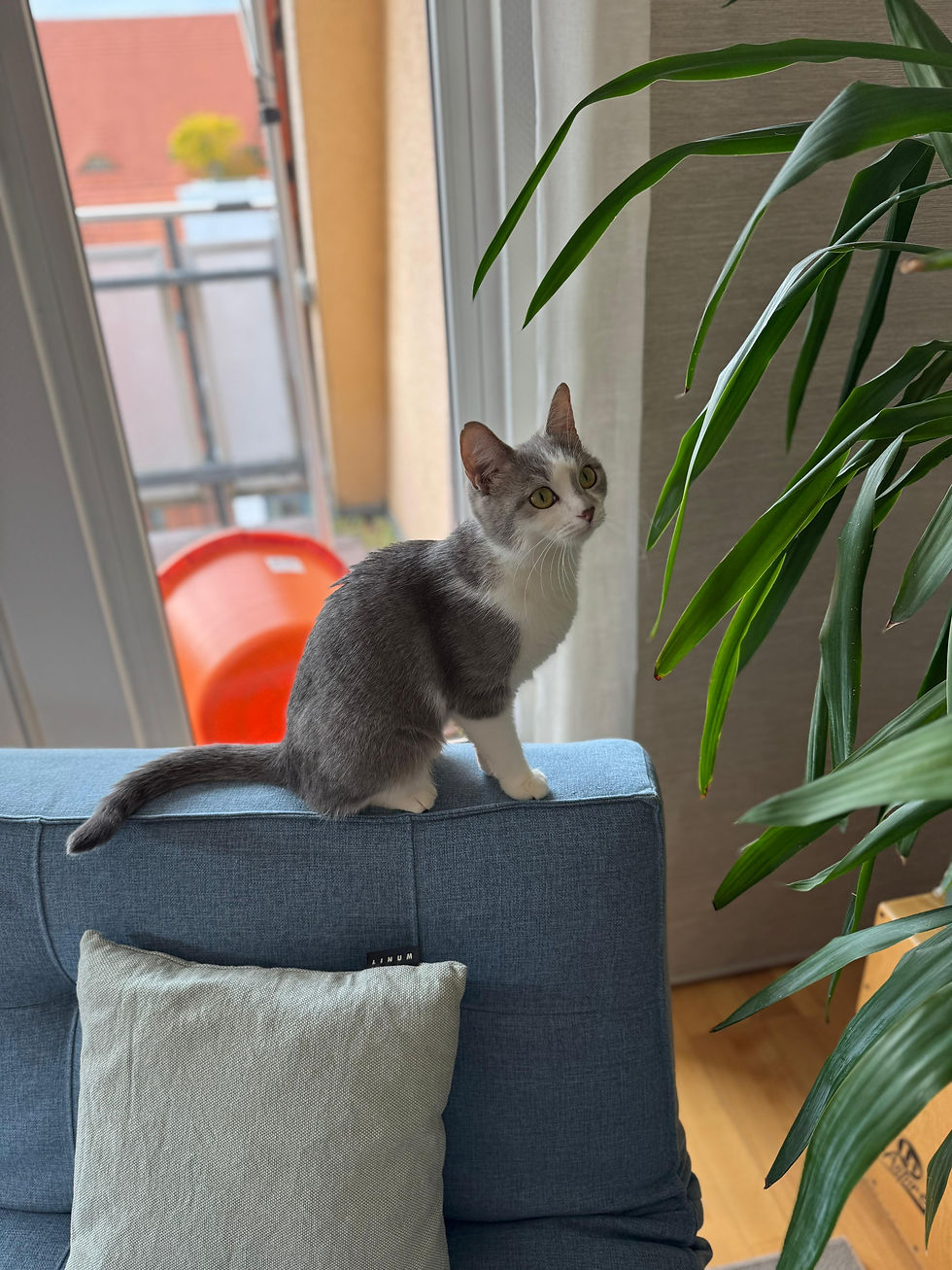 ce3c3c94-2cb0-450d-8b9f-0a8cc4be549c