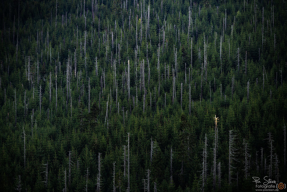 Lusen Bayerischer Wald