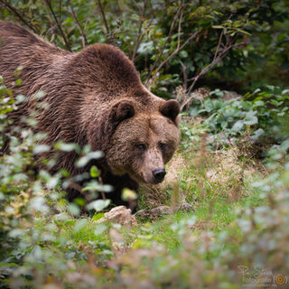 Bär Bayerischer Wald