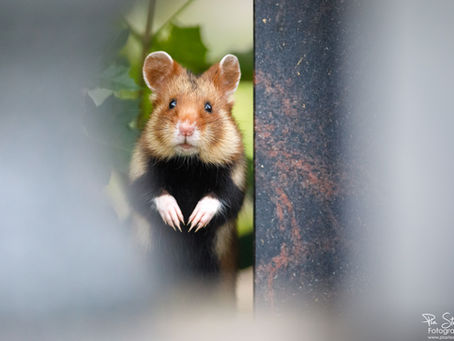 Fluffige Feldhamster