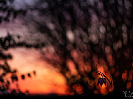 Frühblüher vor der Haustüre