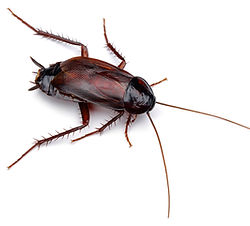 Oriental-Cockroach-pest-control.jpg
