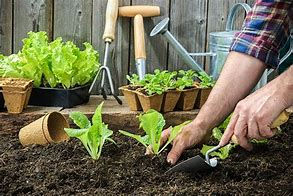 Growing Your Very Own Garden
