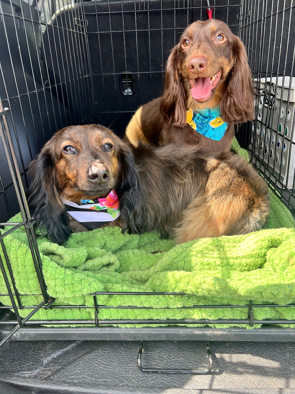 How the Anxiety Room Helps Sensitive Dogs Feel Safe During Boarding