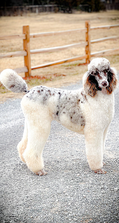 Lead groomer Shelby Bates providing professional dog grooming in Goldsby OK