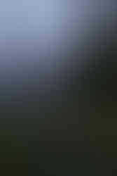 Couple walking hand in hand through a foggy forest during their mount rainier elopement