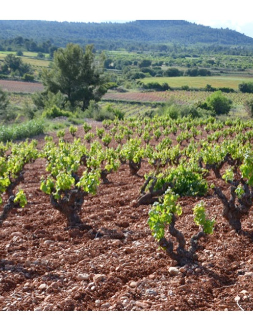 Spanish Private Label Wines & Non-alcoholic and Low alcohol ...