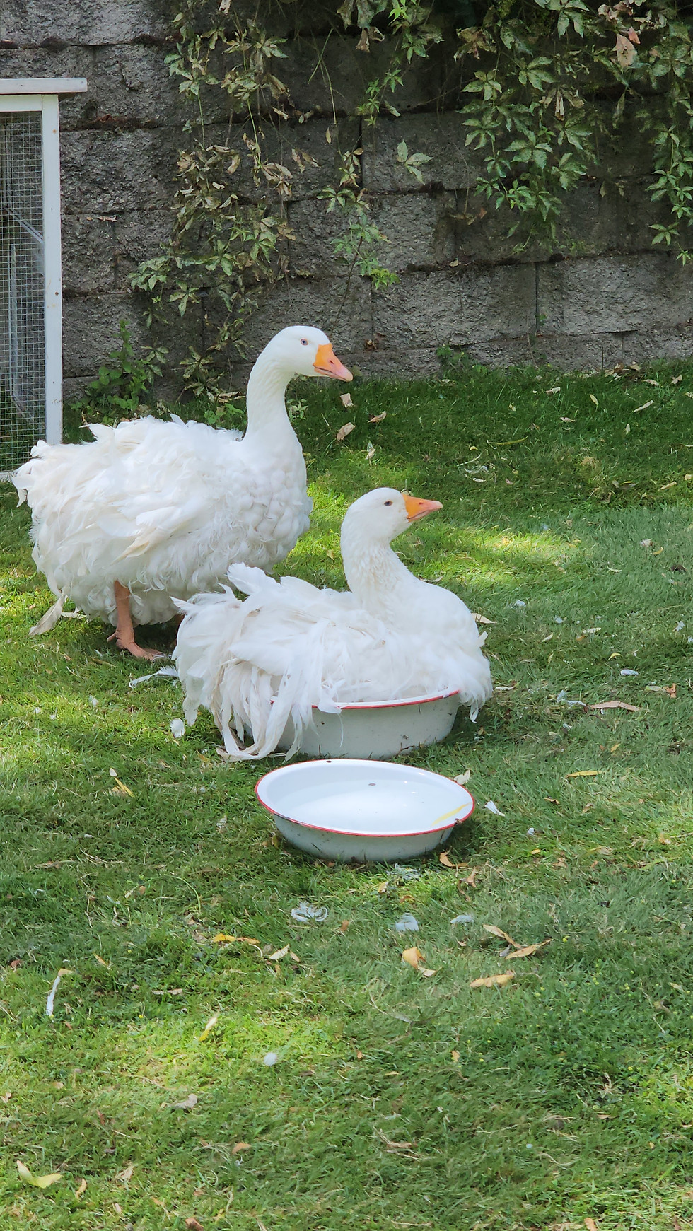 Thumbnail: Sebastopol Geese