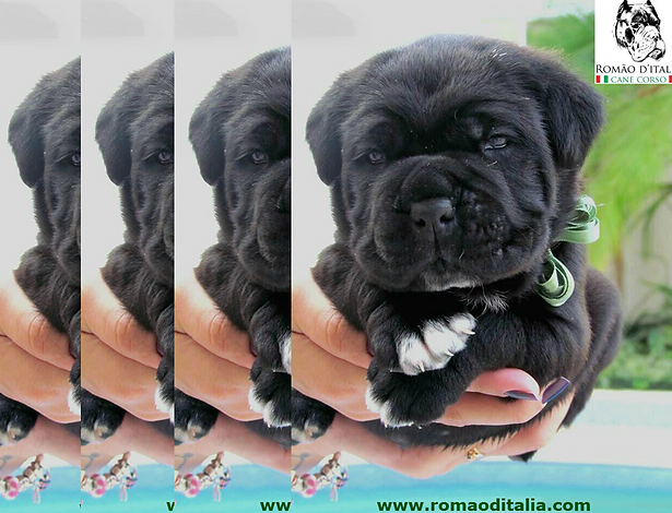 AUTÊNTICO_FILHOTE_DE_CANE_CORSO_ITALIANO.png