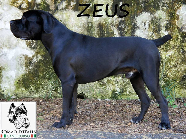 ZEUS_PADREADOR.jpg