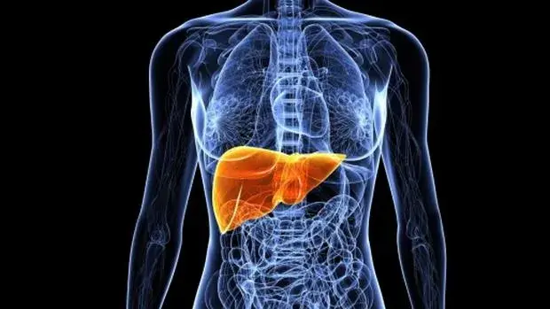 Acetilcisteína: Efeito Hepatoprotetor e Desempenho na Musculação