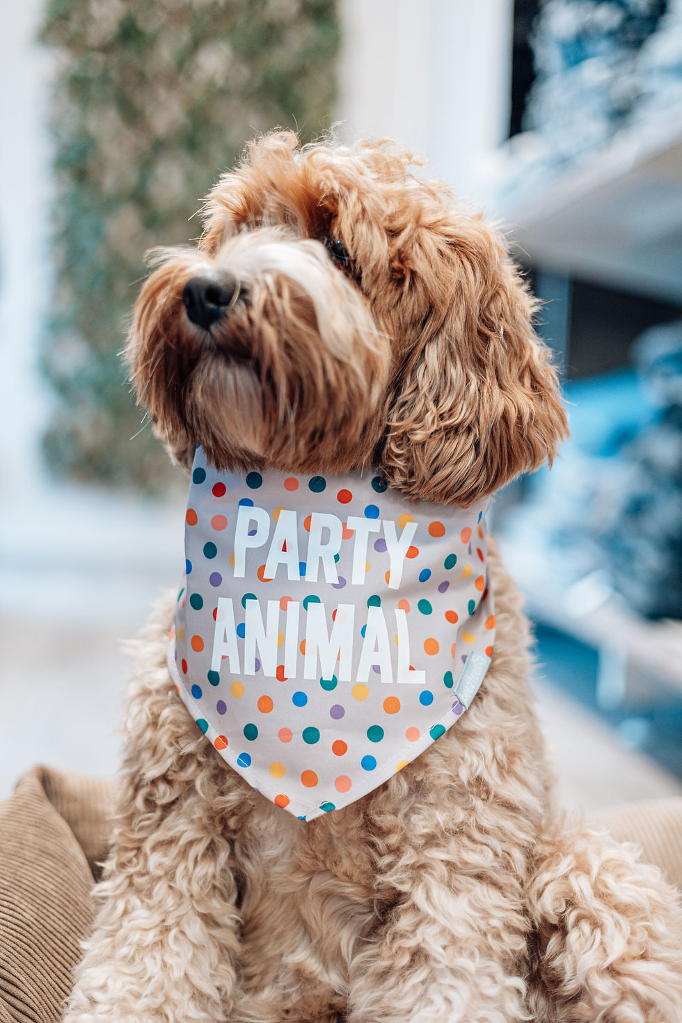 Hoera, Snoet bijna 1 jaar!