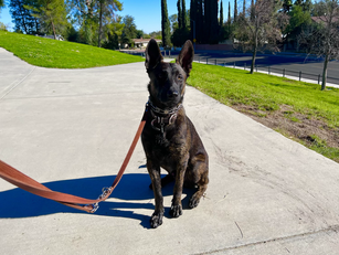 Zeus | Dutch Shepherd | Los Angeles| In-Training
