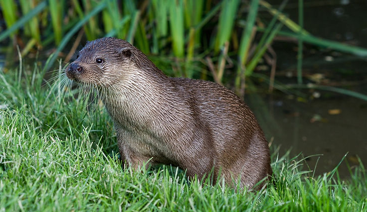 An otter on a riverbank