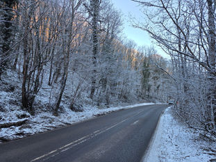Road bordered by snow covered trees