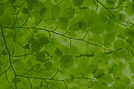 Dark Leaves 2.png