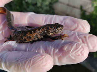 A great crest newt being held in a gloved hand.