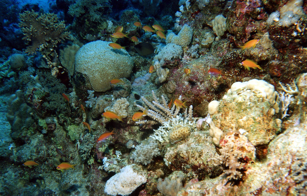 Marsa Alam-015