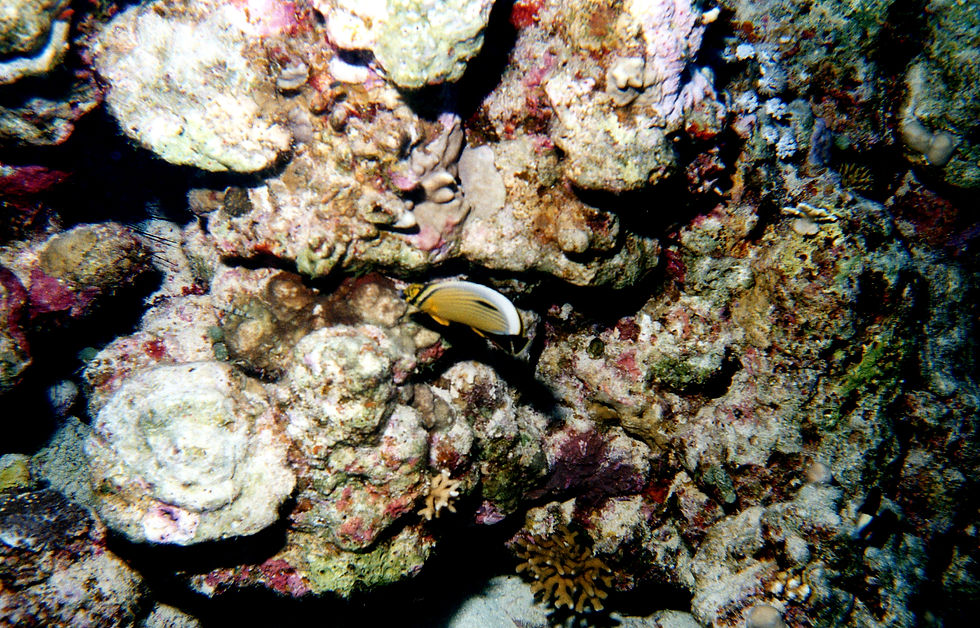 Marsa Alam-024a