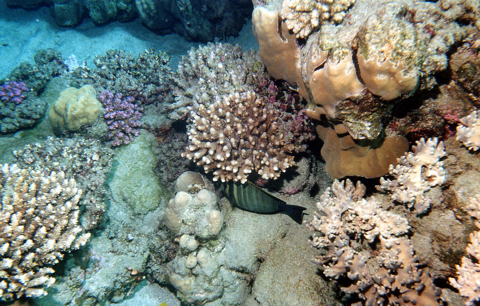 Marsa Alam-050