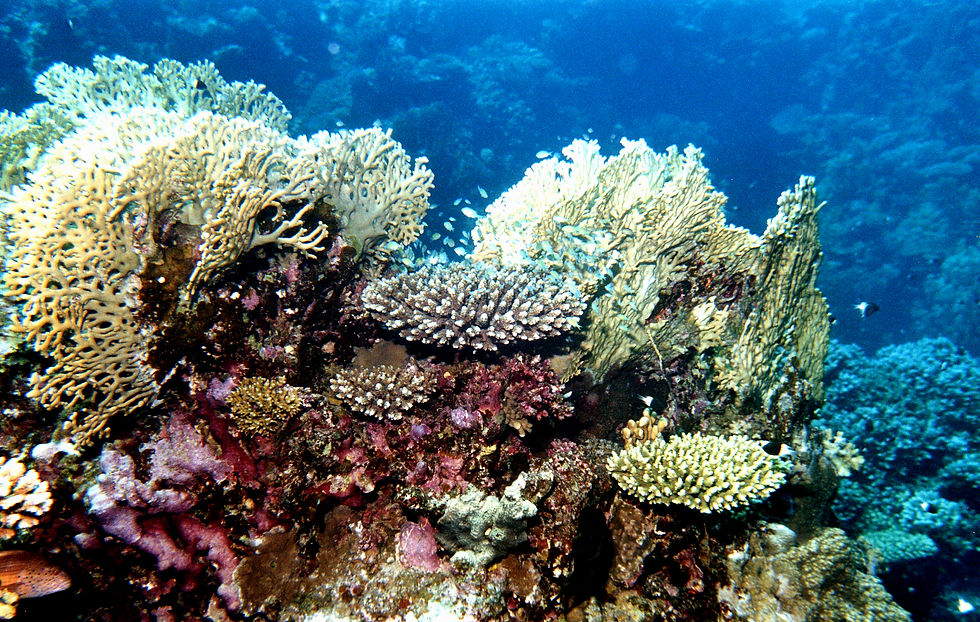 Marsa Alam-067a