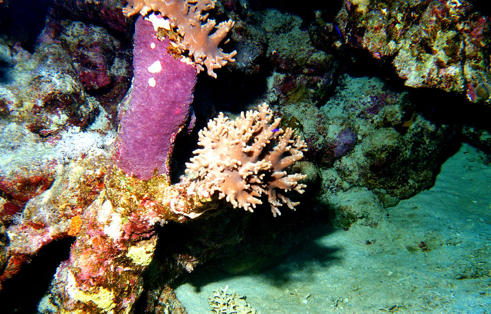 Marsa Alam-027a