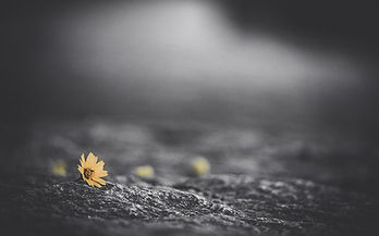 La No Dualidad, Textos de Maestros Advaita