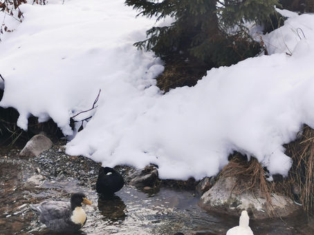 Gstaad vom 17.12. bis 20.12.2020