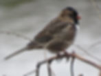 Harris's Sparrow