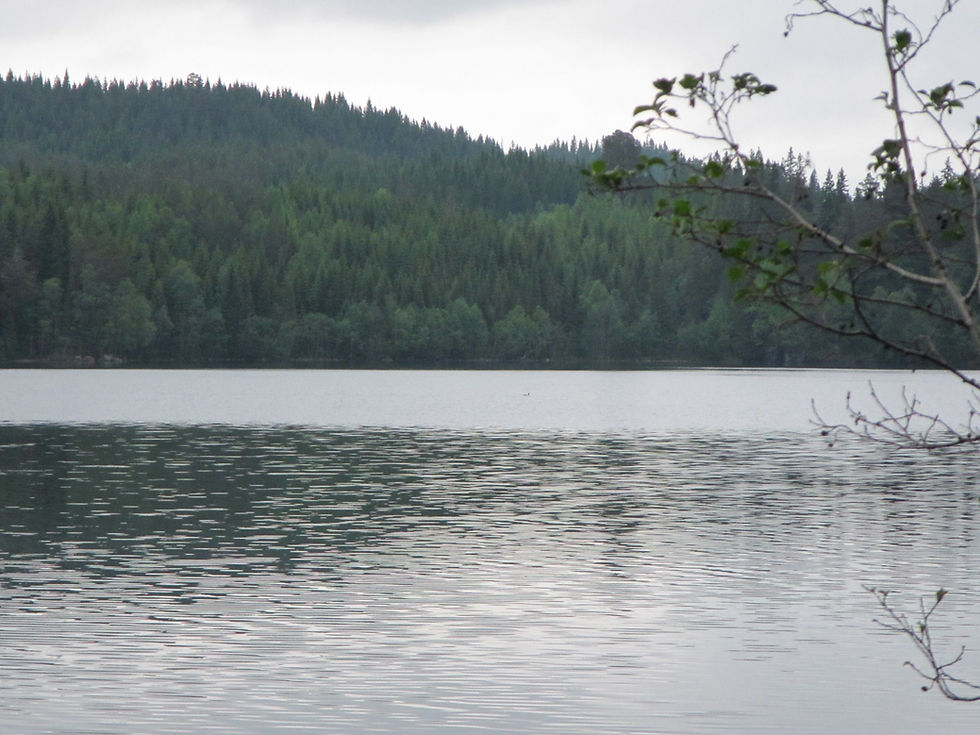 Picture of a lake in Norway with a forested hill behind it. There is a tiny dot on the lake that is likely a Red-throated Loon.