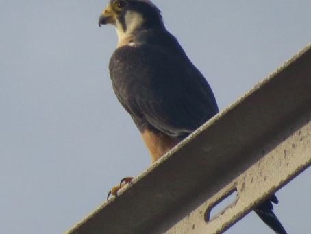 Attending the Rio Grande Valley Bird Festival