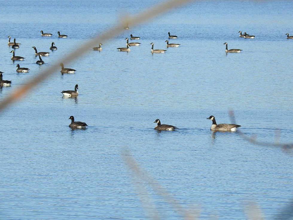 View of a number of geese on the water at Lake Hiawatha