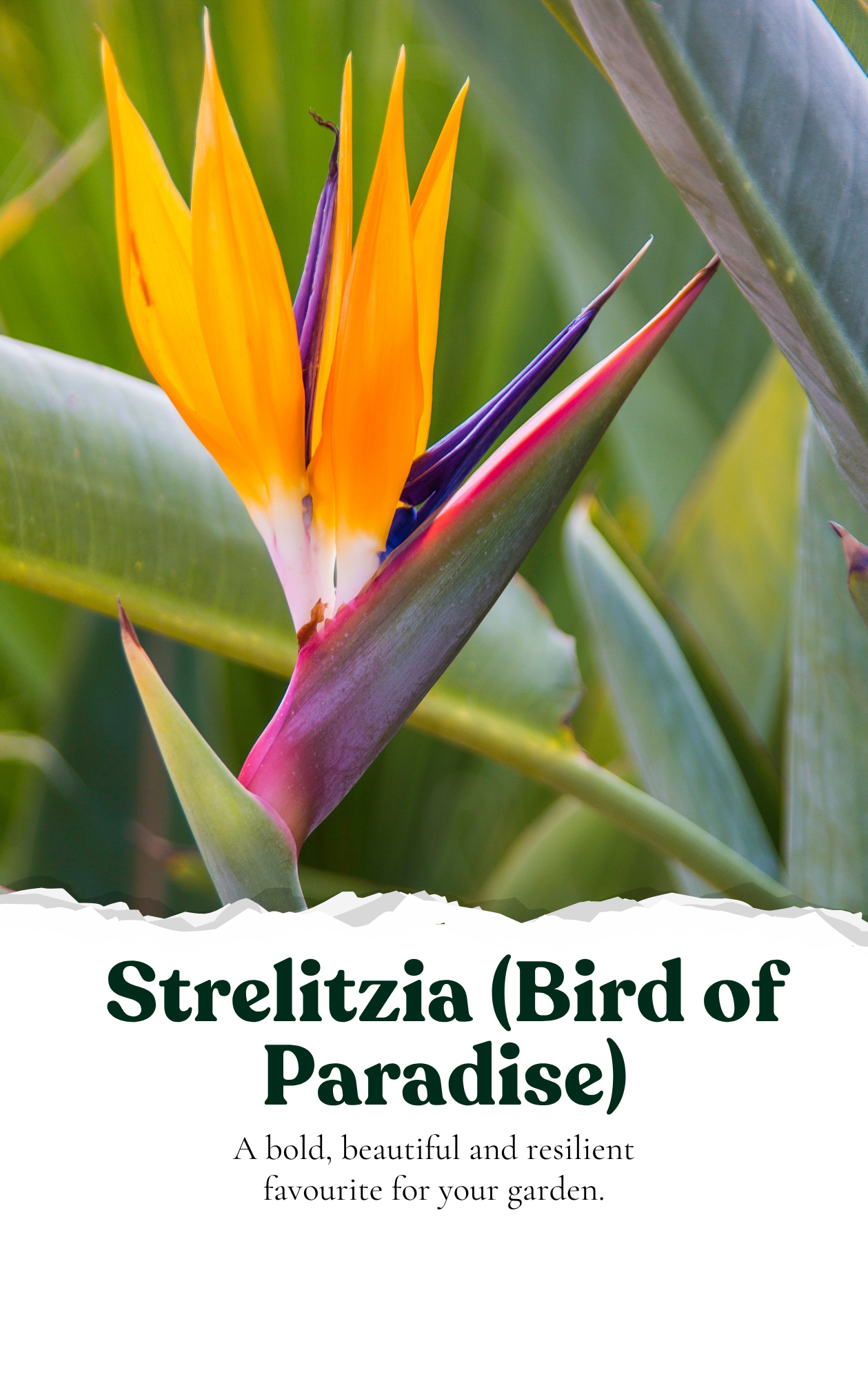Bird of Paradise (Strelitzia reginae)