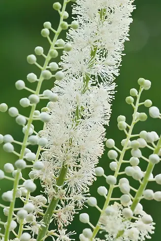Blamc COhosh.webp