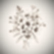 Bunched flowers, crumpled, beautiful, of different kinds, black and white on a soft gray-g